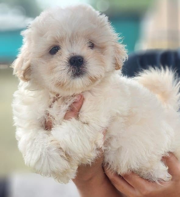 pure breed maltese puppies for sale in jaipur