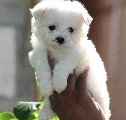 maltese dog price in jaipur