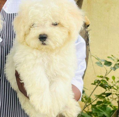 maltese male puppies for sale in jaipur