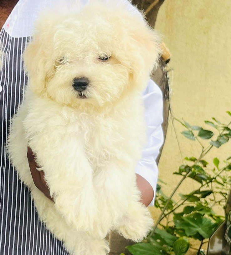 Maltese male puppies price in Kolkata