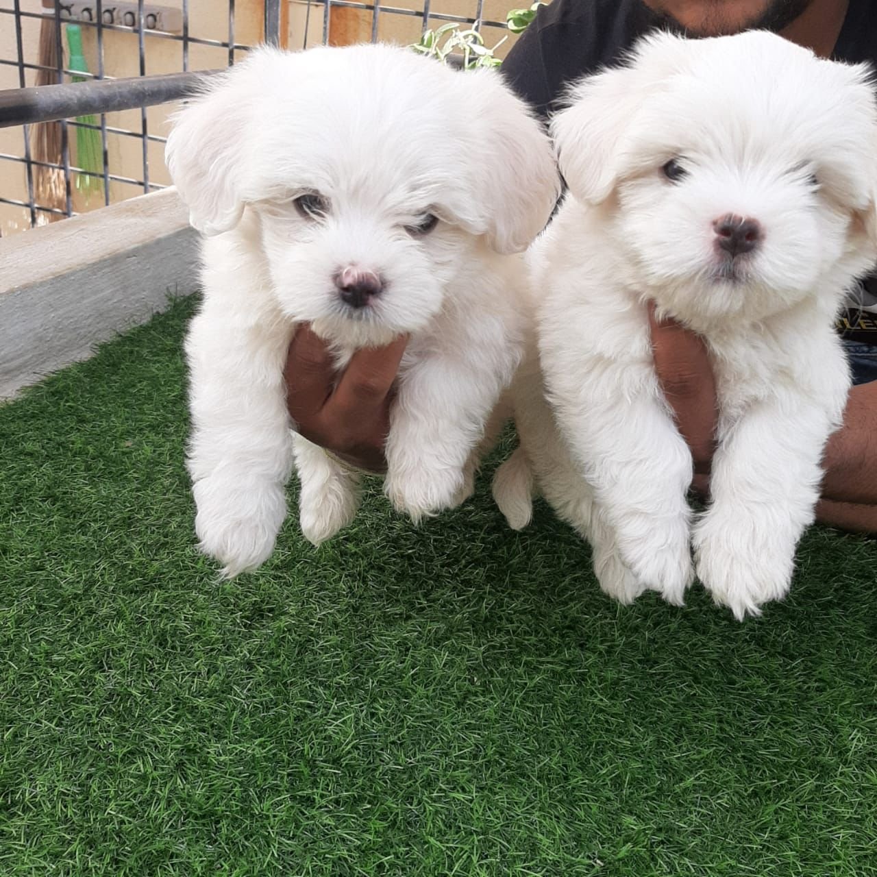 Maltese dog for sale in pune