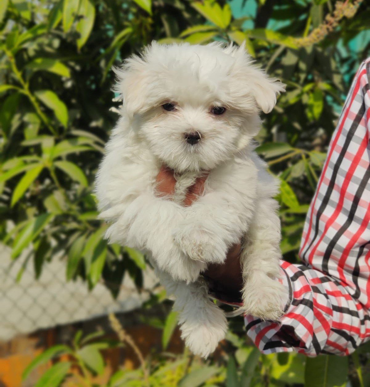 Maltese male puppy for sale in pune
