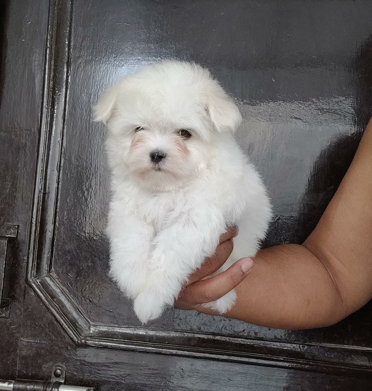 Maltese female puppy for sale in pune
