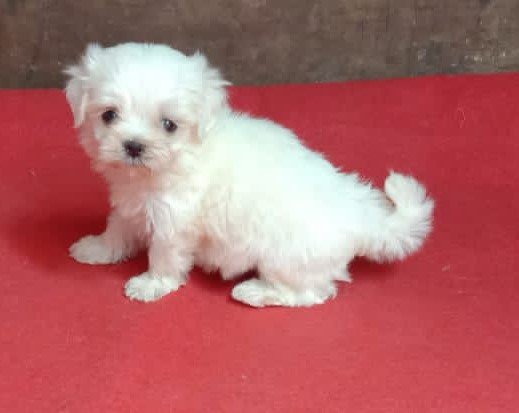 Maltese pet shop in pune