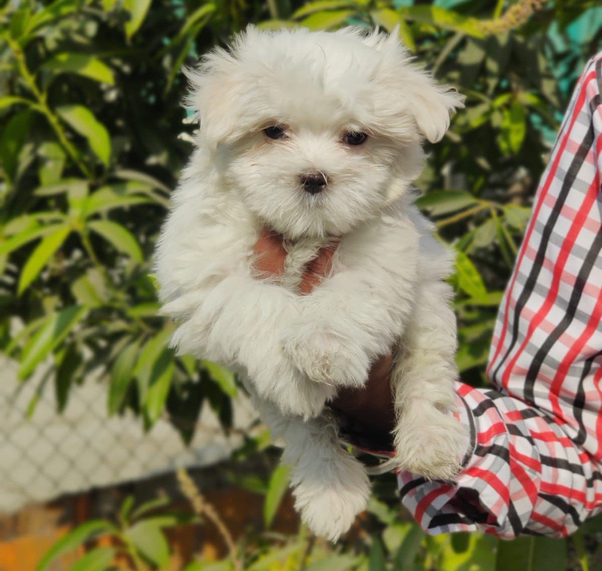 maltese puppies for sale in vizag