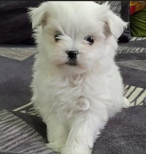 champion lineage maltese breed price in vizag