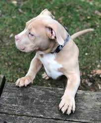 Pitbull male puppies for sale in ahmedabad