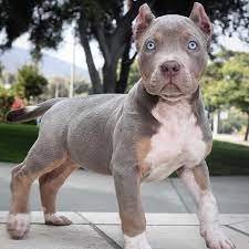 Pitbull female puppies for sale in ahmedabad