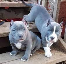 Pitbull male puppies price in ahmedabad