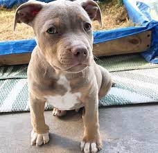 Pitbull female puppies price in ahmedabad