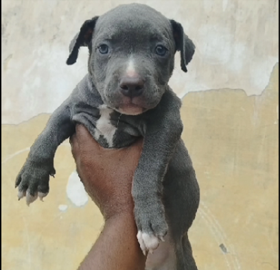 pitbull puppies for sale in chennai