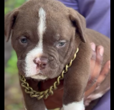 pitbull male puppy price in chennai