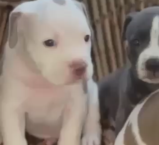 pitbull puppy for sale in chennai