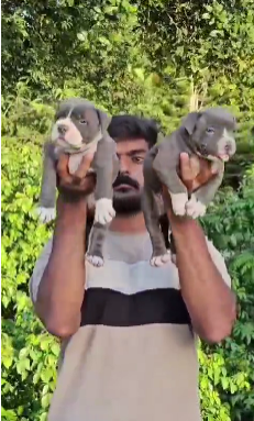 Active Pitbull for sale in Banglore.