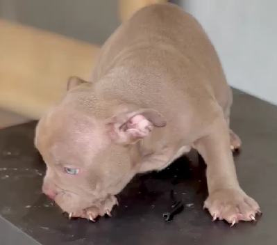 pitbull dog price in goa