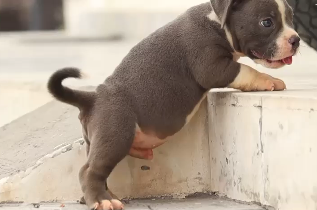 pitbull male puppies price in goa