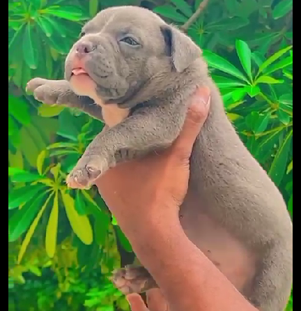 pitbull female puppies price in goa