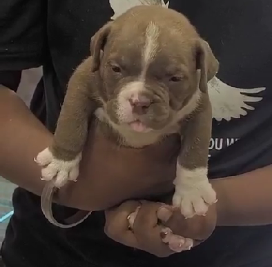pitbull pet shop in goa