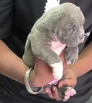 pitbull dog breeder in goa