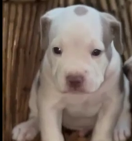 Pitbull puppies for sale in hyderabad