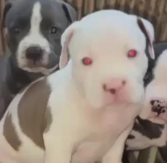 Pitbull male puppies price in hyderabad