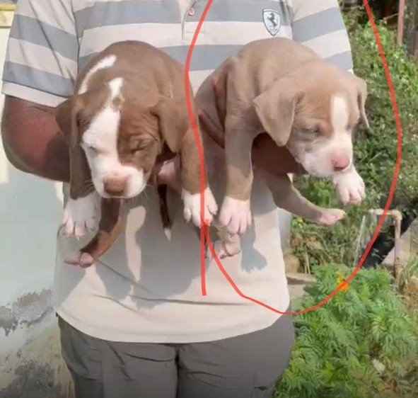 Pitbull male puppies for sale in Kolkata