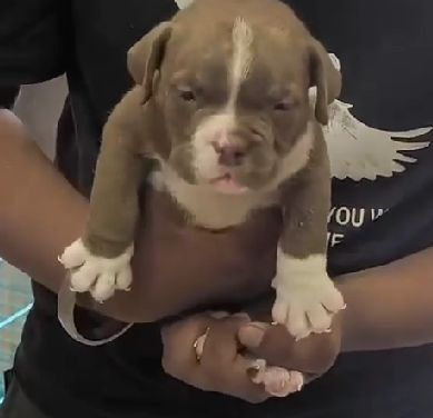 Pitbull dog for sale in Kolkata