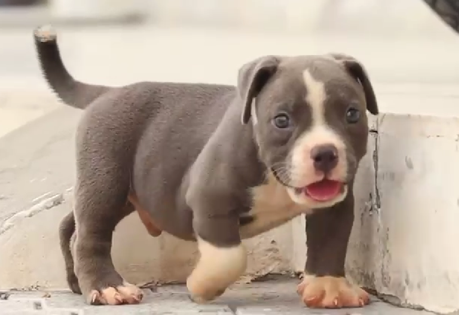 Pitbull female puppies for sale in Kolkata
