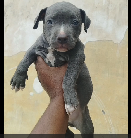 Pitbull breed puppy for sale in Kolkata