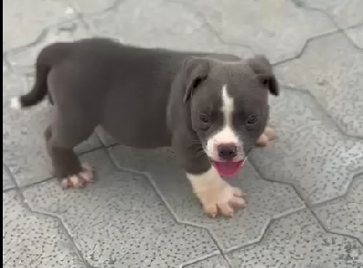 Pitbull breed puppy for sale in pune