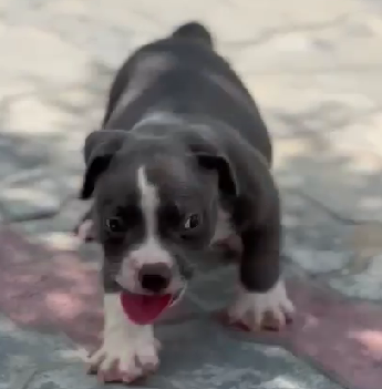 Pitbull puppies for sale online in pune