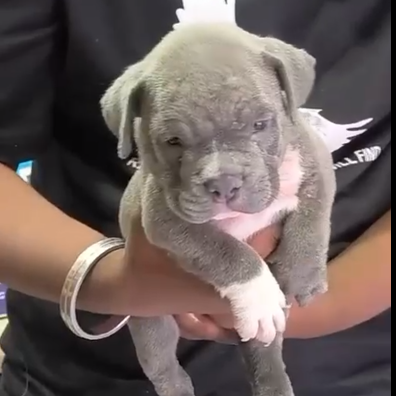 Pitbull dog price in pune