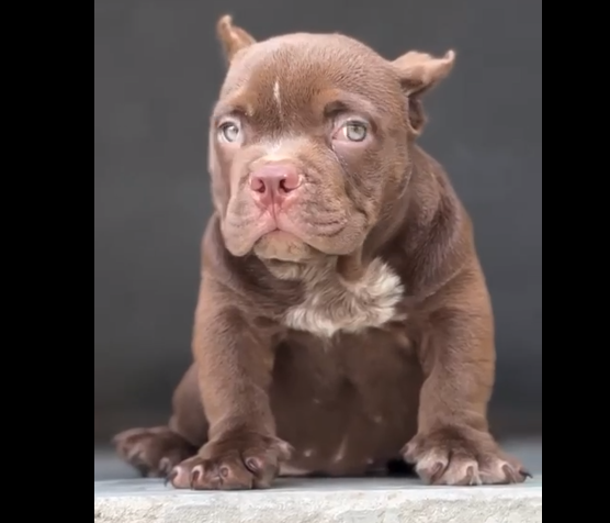 Pitbull female price in pune