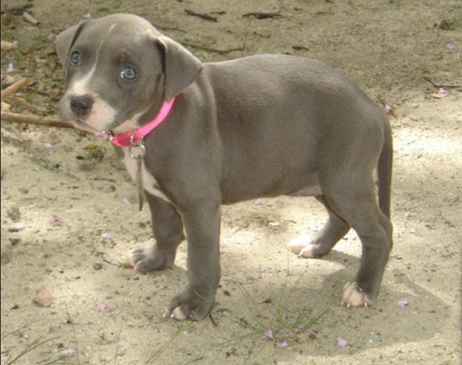 pitbull dog for sale in india