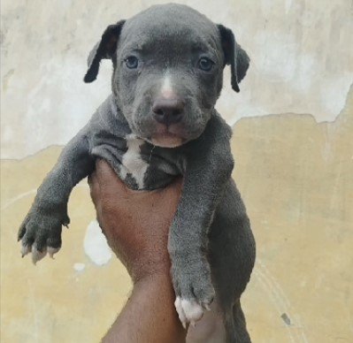 pitbull male puppies for sale in india