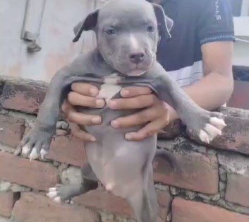 pitbull female puppies for sale in india