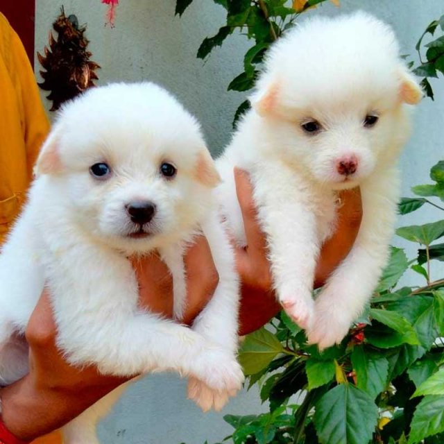 Pomeranian male puppies price in mumbai