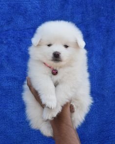 Pomeranian female puppies for sale in mumbai