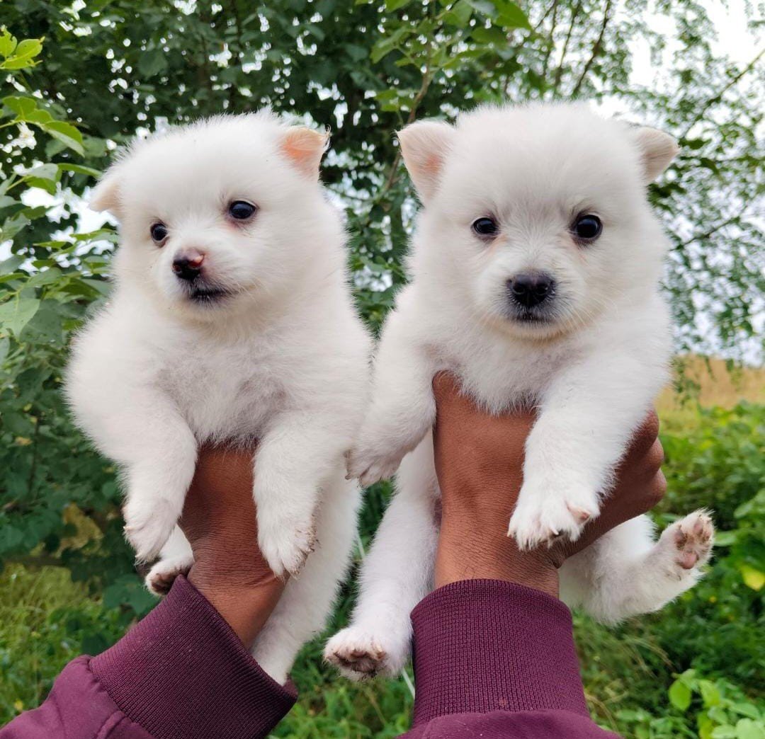 Pomeranian male puppies for sale in ahmedabad