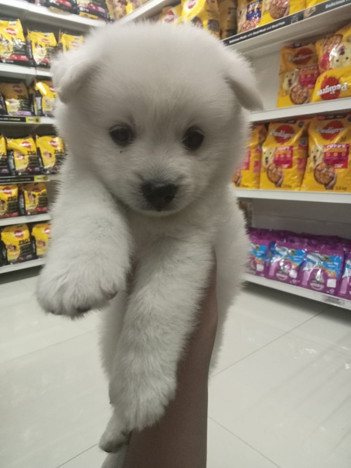 Pomeranian female puppies price in ahmedabad