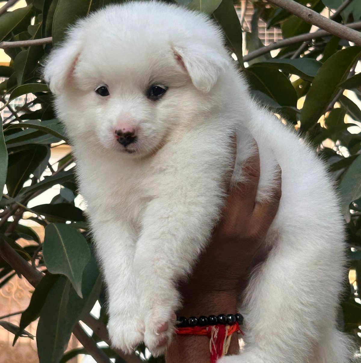 Pomeranian puppies for sale in hyderabad