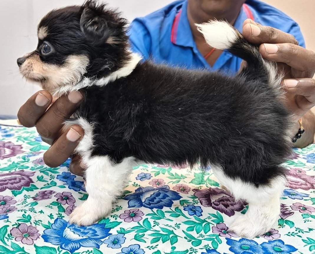 Pomeranian dog puppies shop in hyderabad