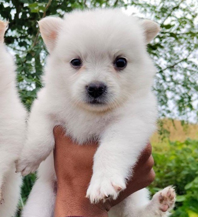 Pomeranian puppies price in Kolkata