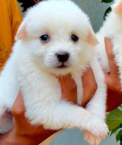 Pomeranian female puppy price in Kolkata
