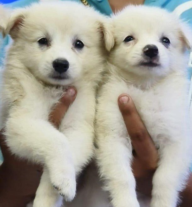 Pomeranian dog breed for sale in Kolkata