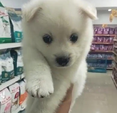 Pomeranian pet shop in Kolkata
