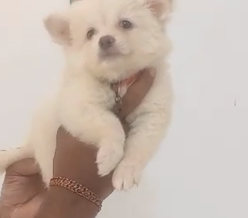 Pomeranian dog for sale in Kolkata