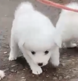 Pomeranian dog price in Kolkata