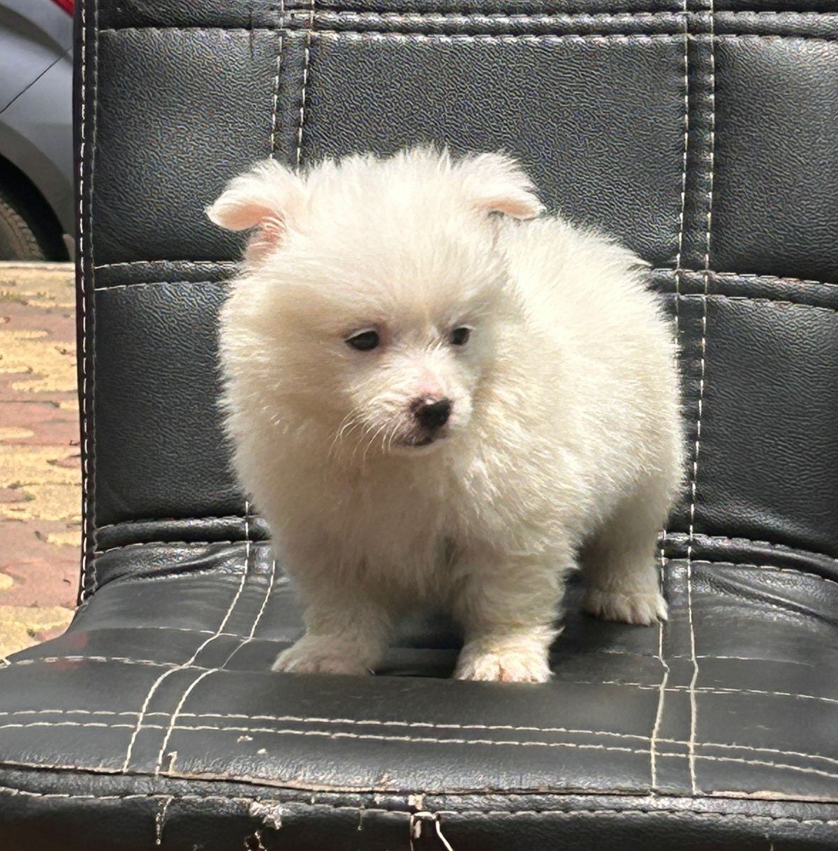 Pomeranian breed for sale in pune