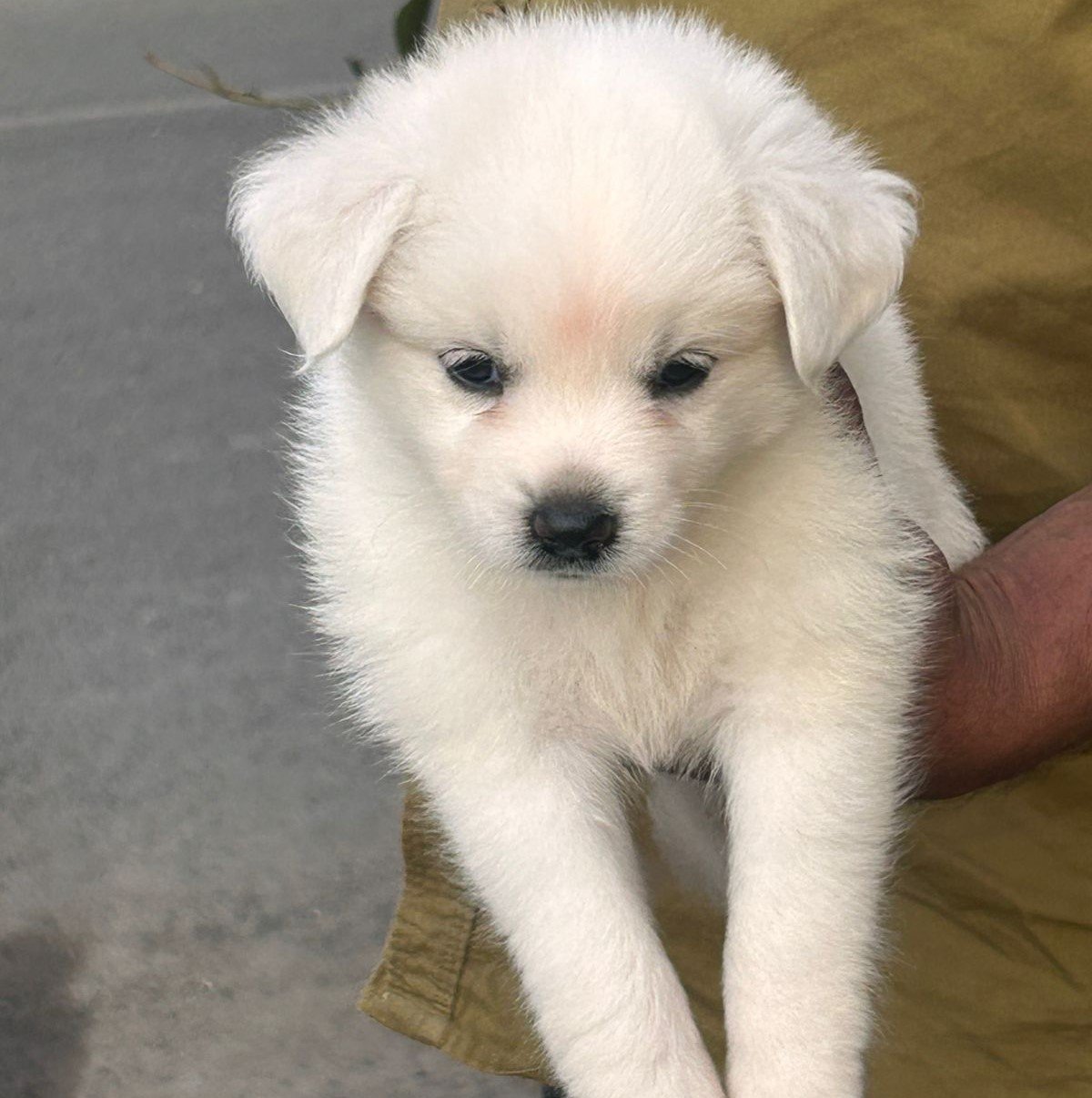 Pomeranian dog for sale online